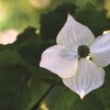 山法師