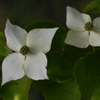山法師
