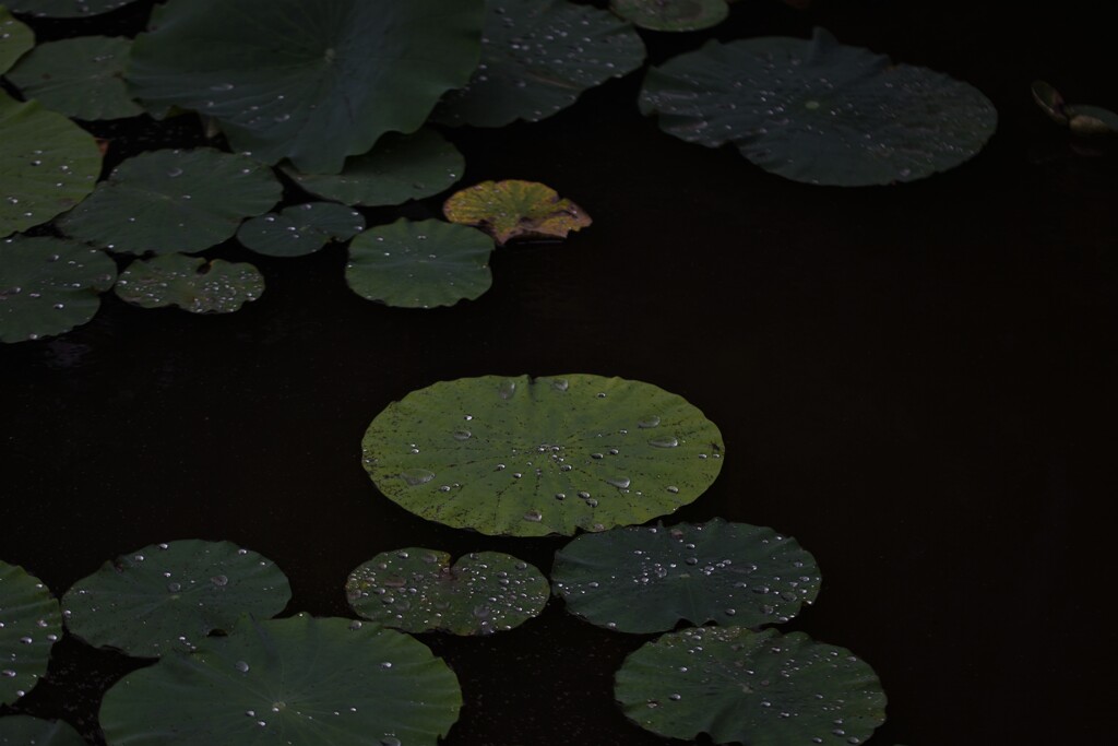 蓮池
