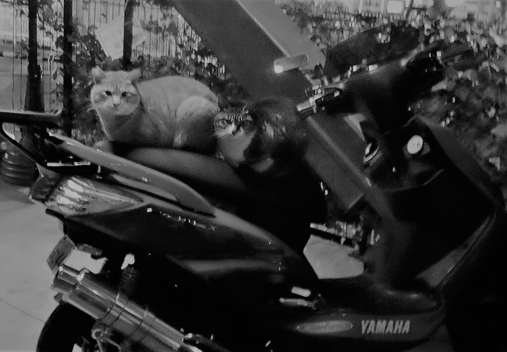 猫レトロ
