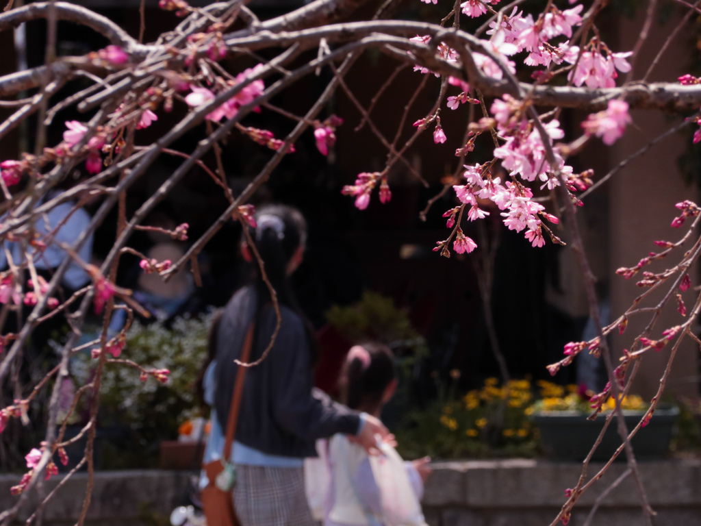 枝垂れ桜の奥の奥