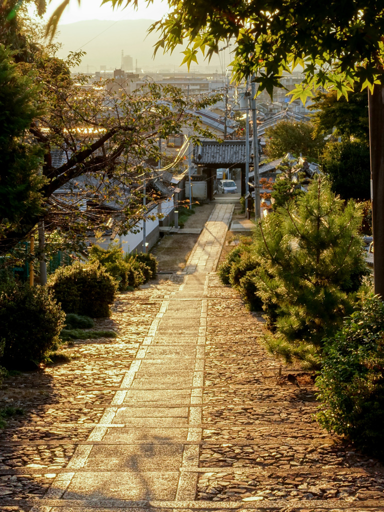 夕陽の当たる参道
