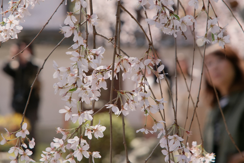 しだれ桜