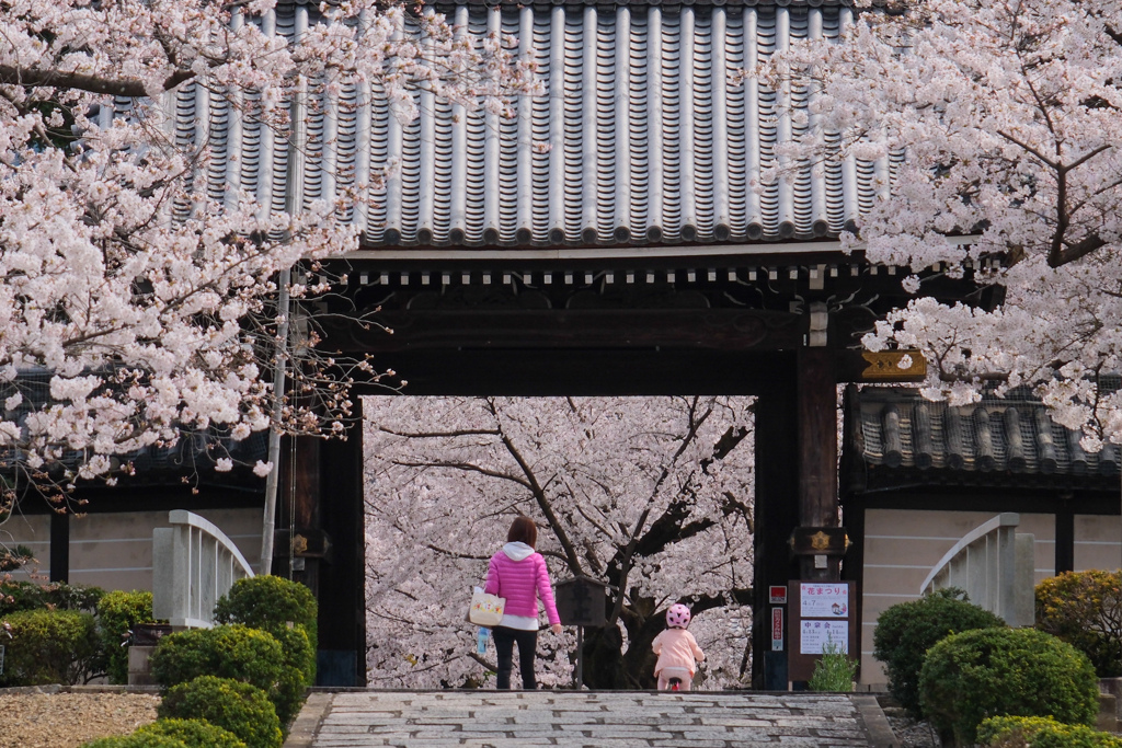 桜色の世界へ