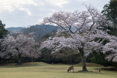 飛火野にて