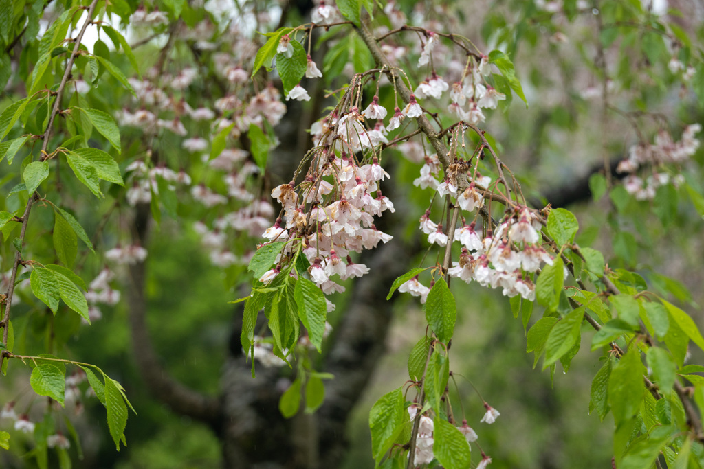 終わりかけの山桜