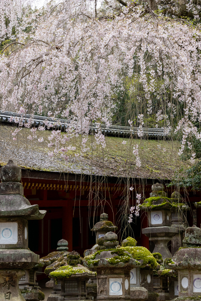 しだれ桜　春日大社