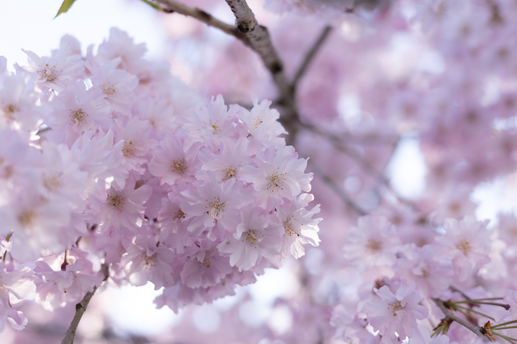 氷室神社の桜