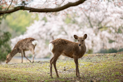 桜と鹿さん