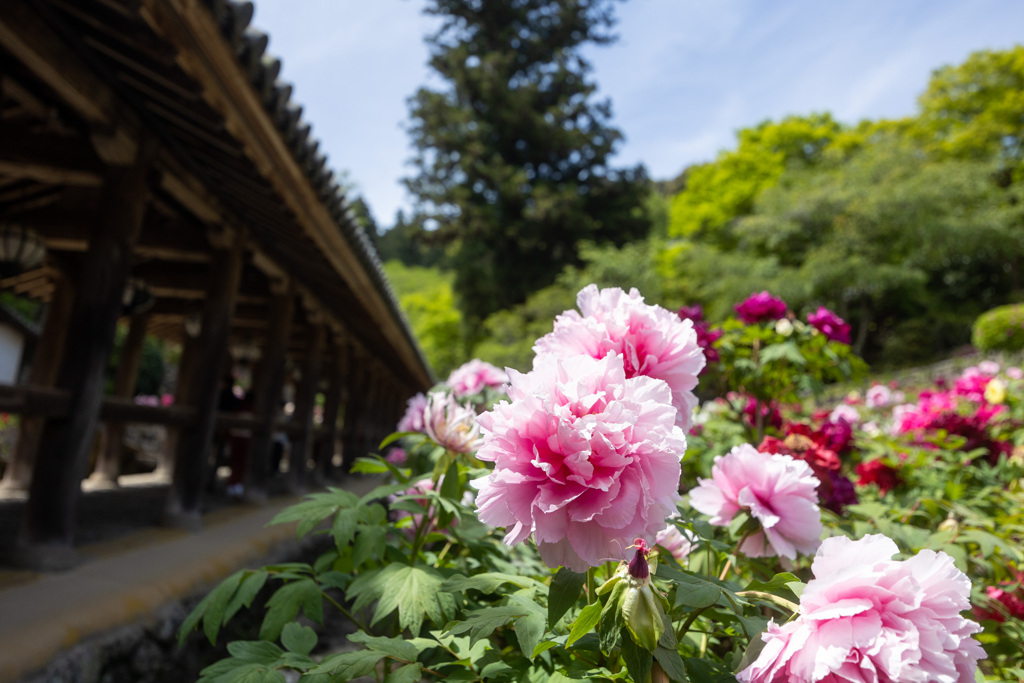 長谷寺の牡丹
