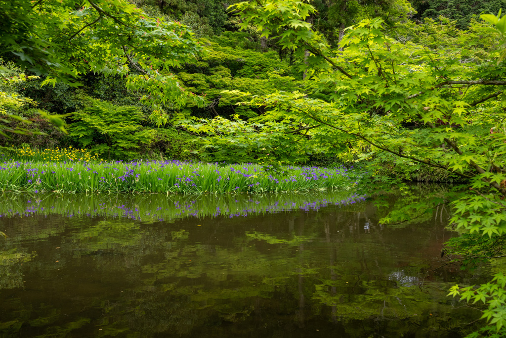 長岳寺のカキツバタ