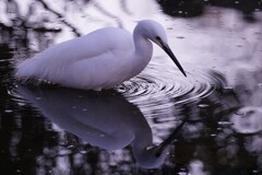 水鏡