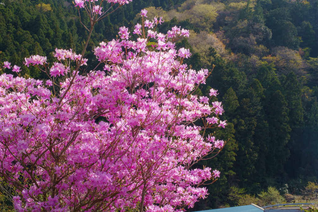 里山のミツバツツジ