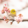 桜メジロ