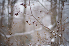 粉雪舞う森