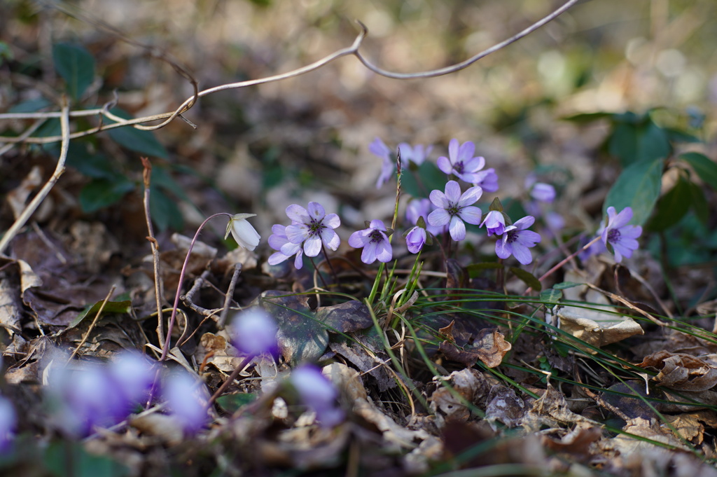 雪割草～from 角田山