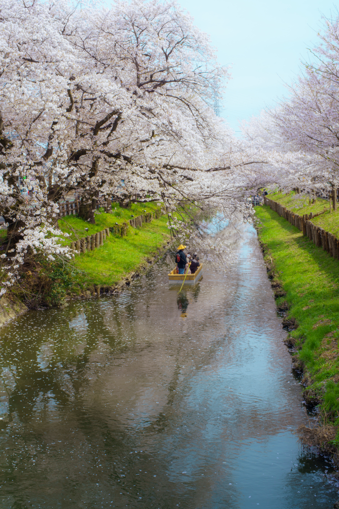 桜舟