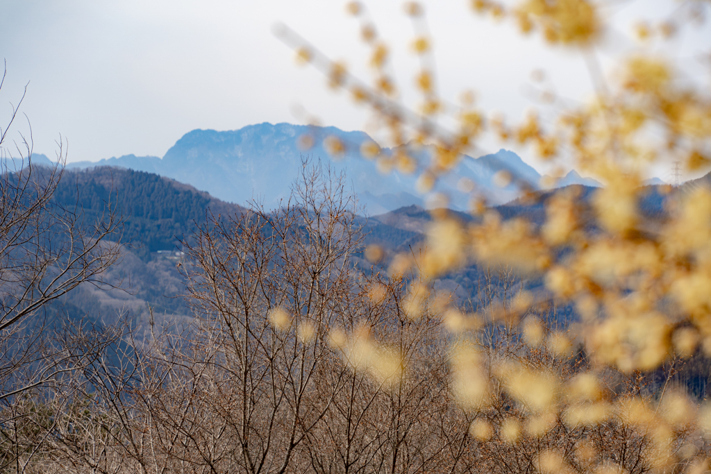 両神山と蝋梅