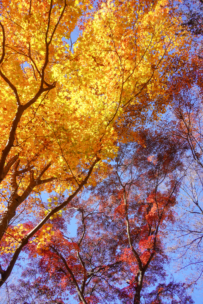 yellow＆red