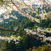山に咲く