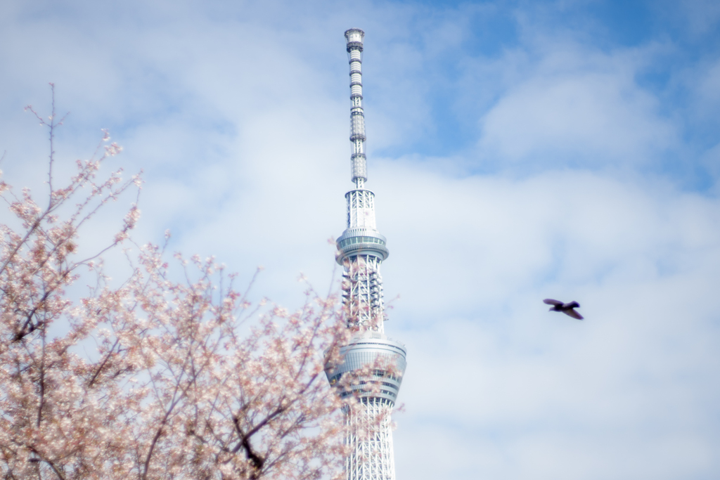 TOKYO 桜散歩