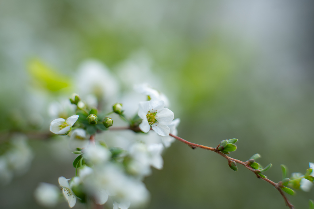 雪の華