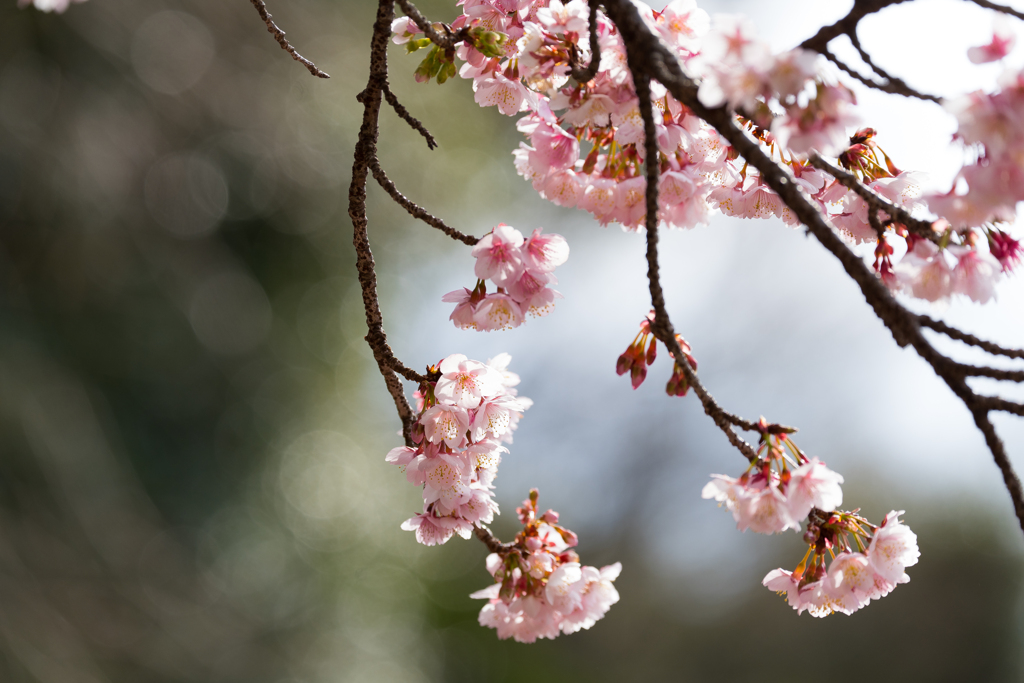 SAKURA