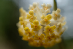 ミツマタの花