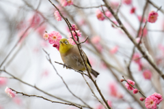 花飾り