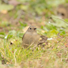 ジョウビタキの女の子♡