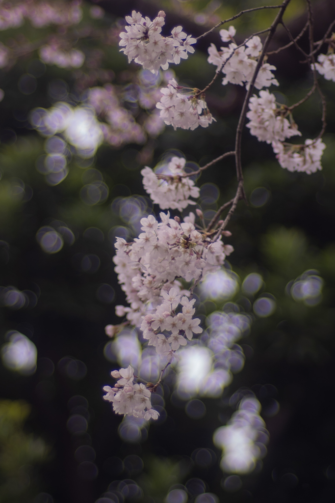 桜の季節