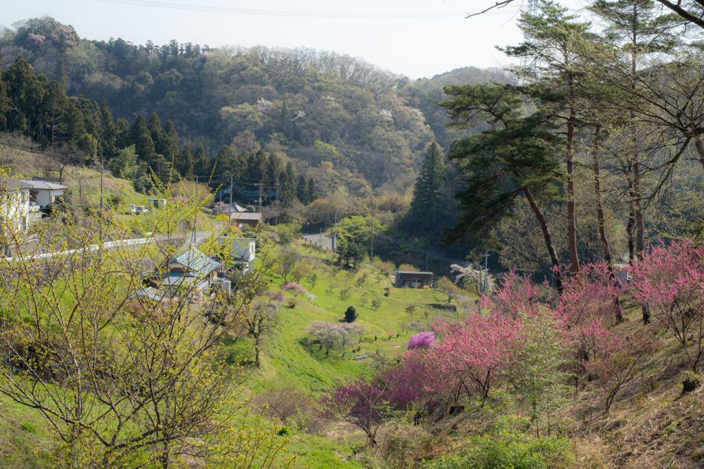 里山の春