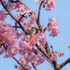 SAKURA×スズメ