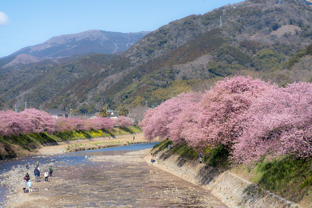 河津桜