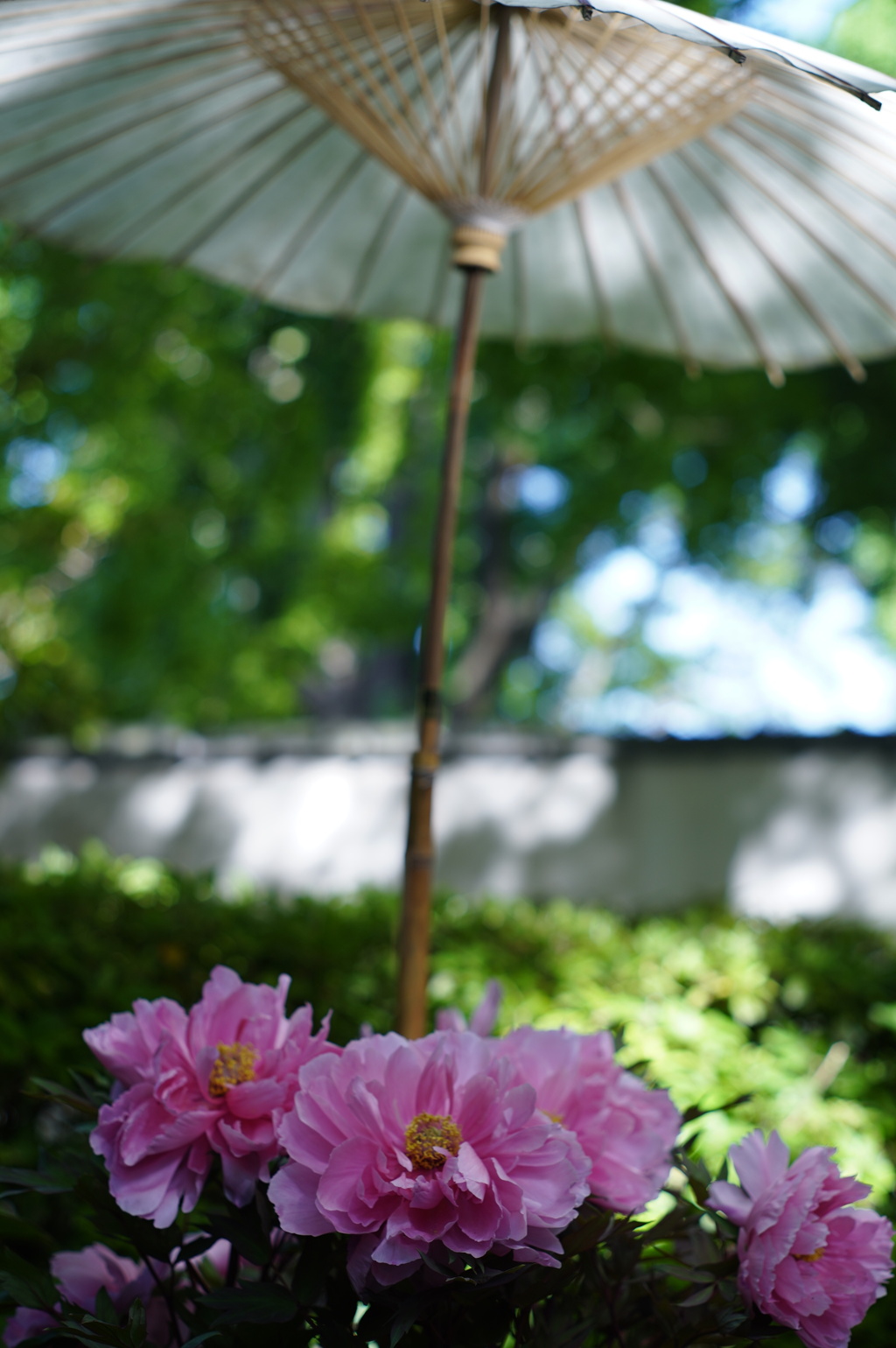 春ぼたん