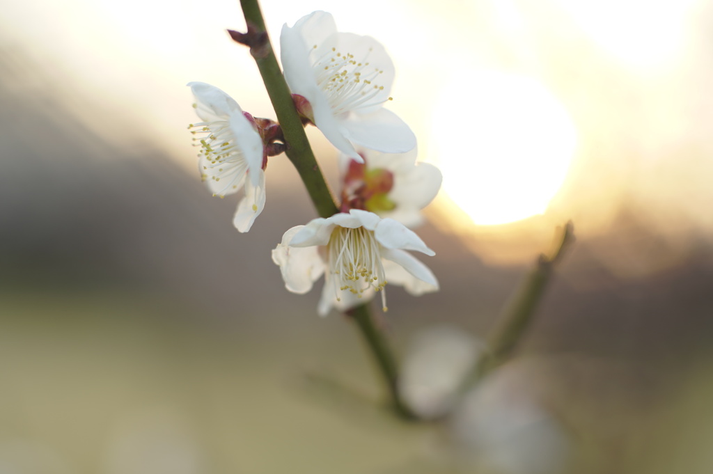 夕陽の中で