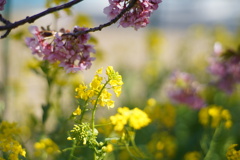 主役は菜の花♬