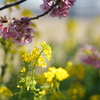 主役は菜の花♬