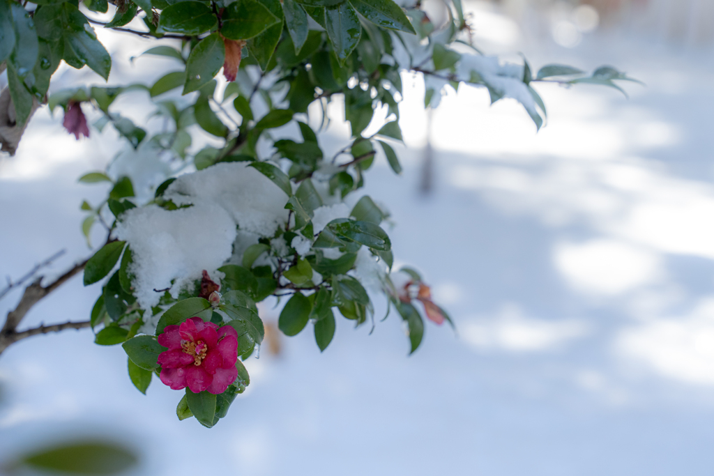 雪椿