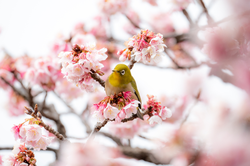 熱海桜×メジロ