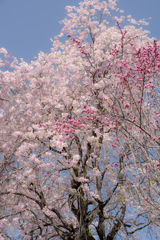 里山の枝垂桜