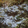 雪 のこり