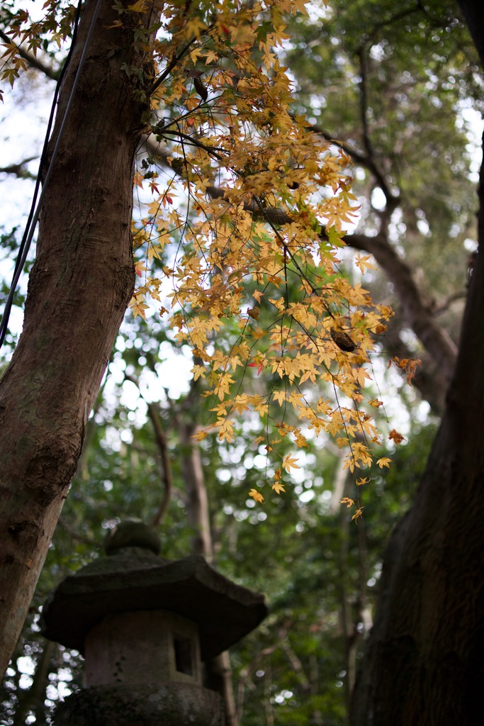 紅葉ののこり