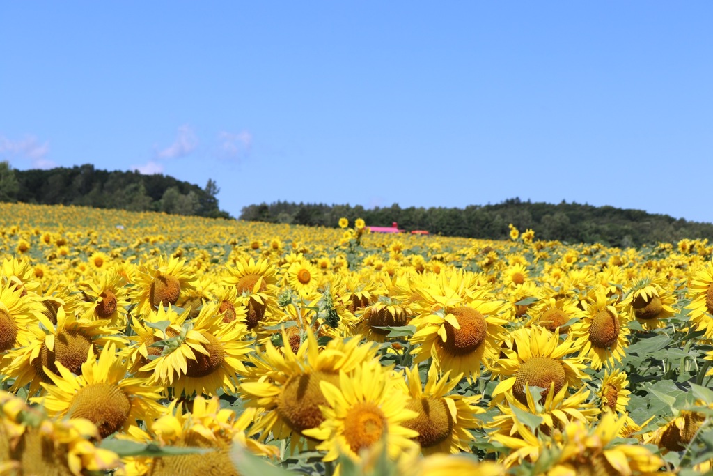 07F3D47E-505B-4026-9486-32D5D218BC53