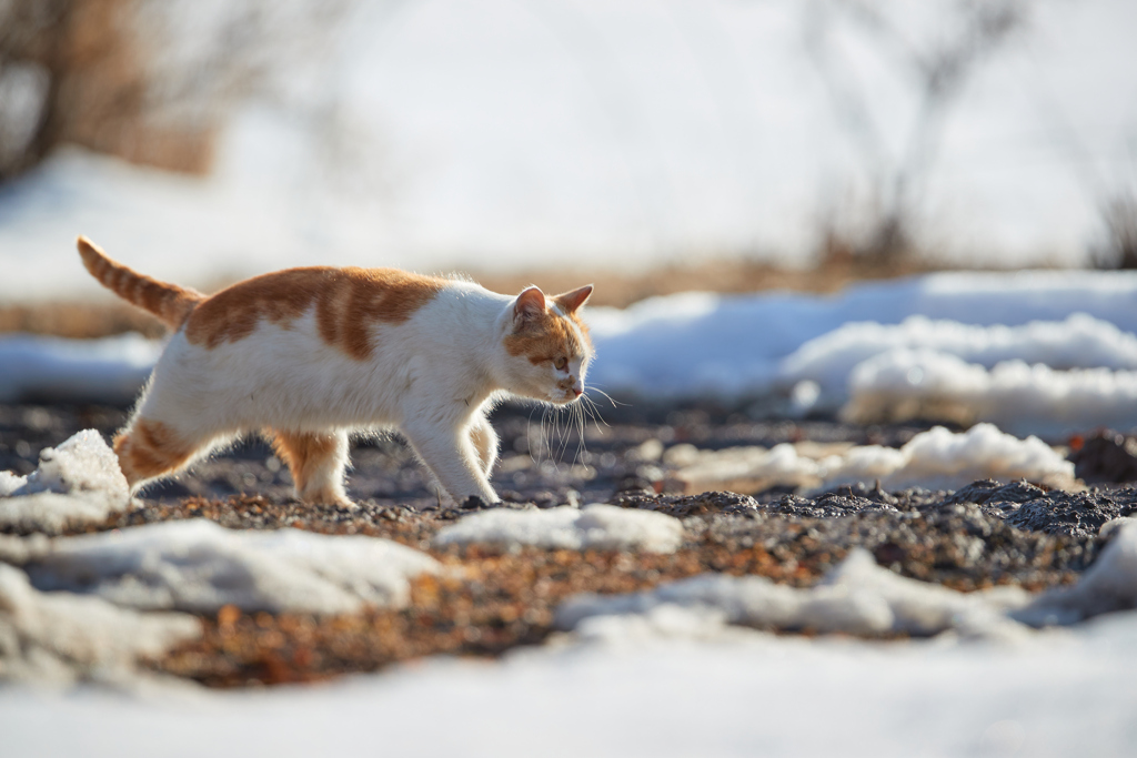 雪の中を歩くかわいい茶白の猫