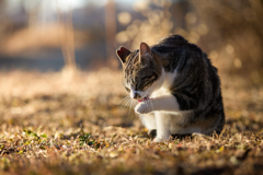 夕暮れのお手入れ