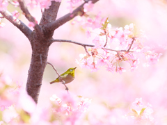河津桜ジロー | 17