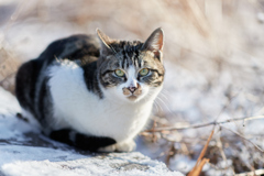 雪で寒いにゃ～