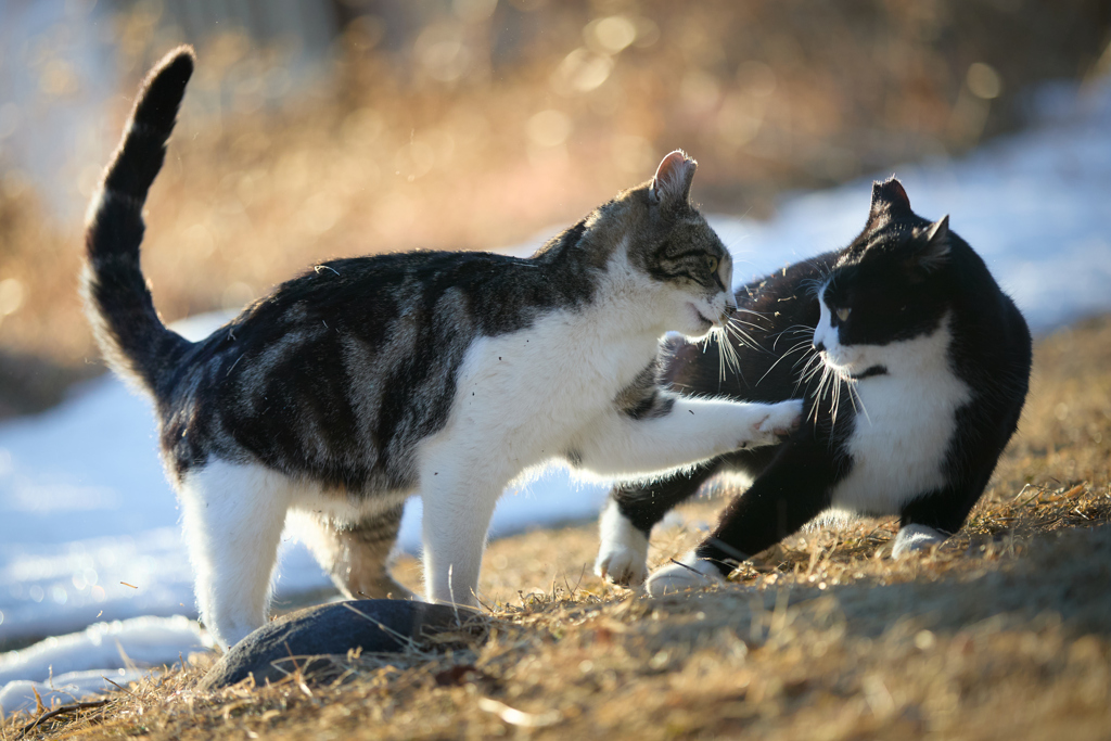じゃれあい