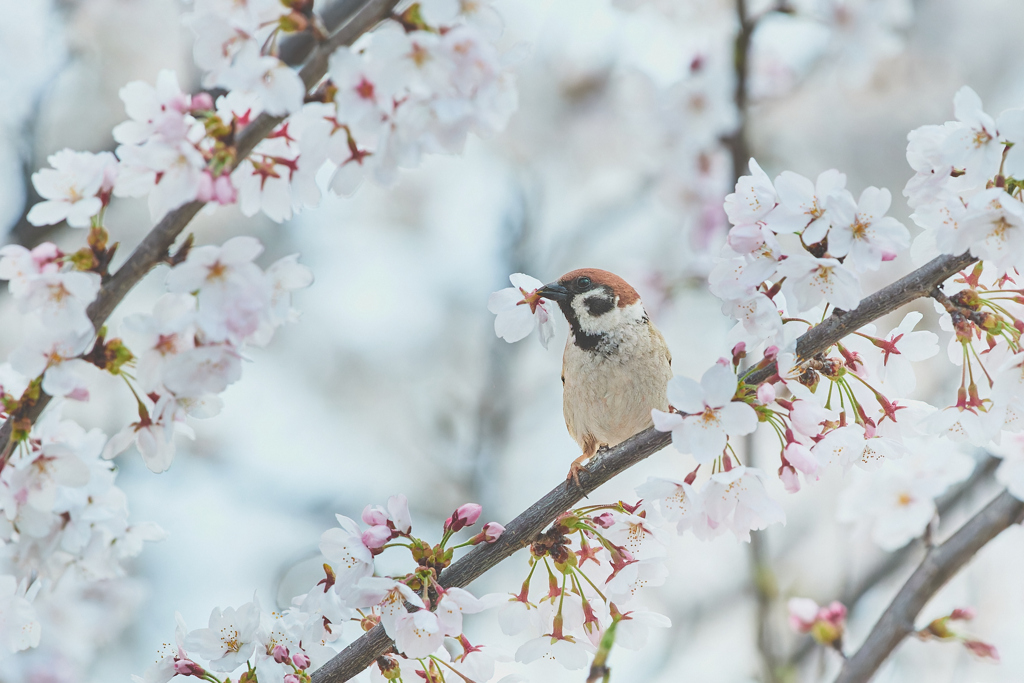 チュンの花ラッパ